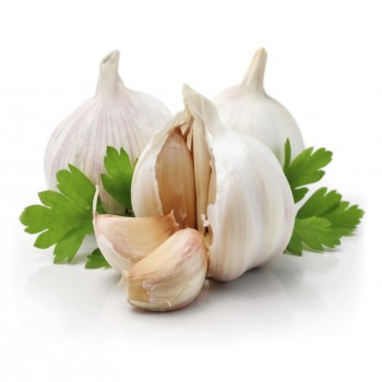 Allium Sativum (Garlic)